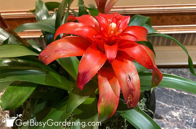 Colorful bromeliad bracts not flowers