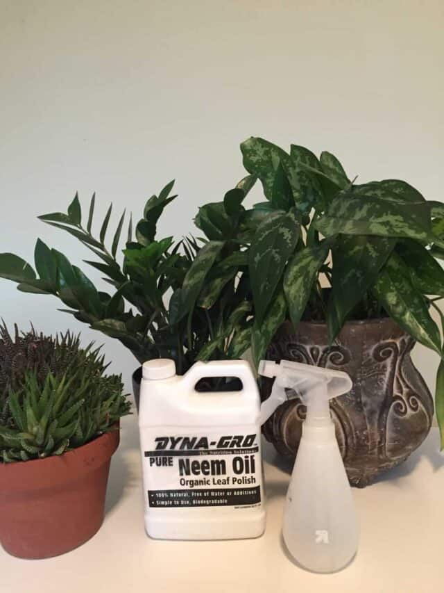 How to Use Neem Oil to Kill Bugs on Plants Get Busy Gardening