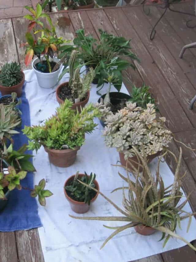 How to Bring Houseplants Indoors Without Bugs Get Busy Gardening