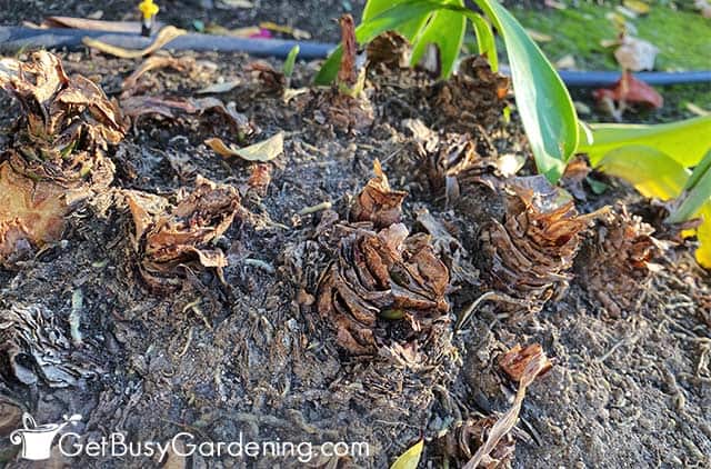Dormant amaryllis bulbs in the garden