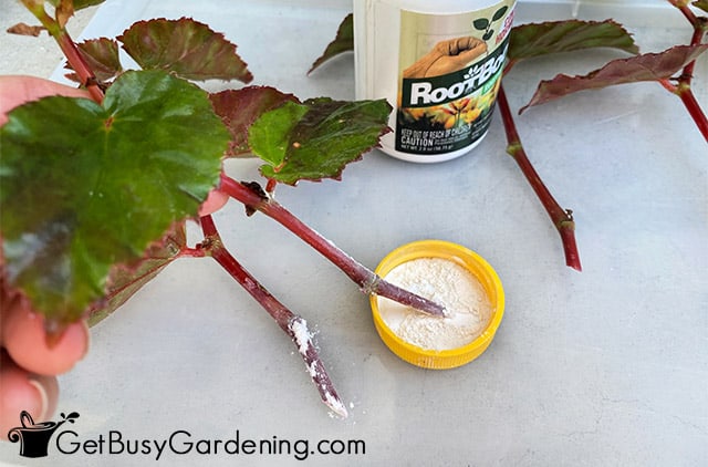 Dusting begonia stems with rooting hormone