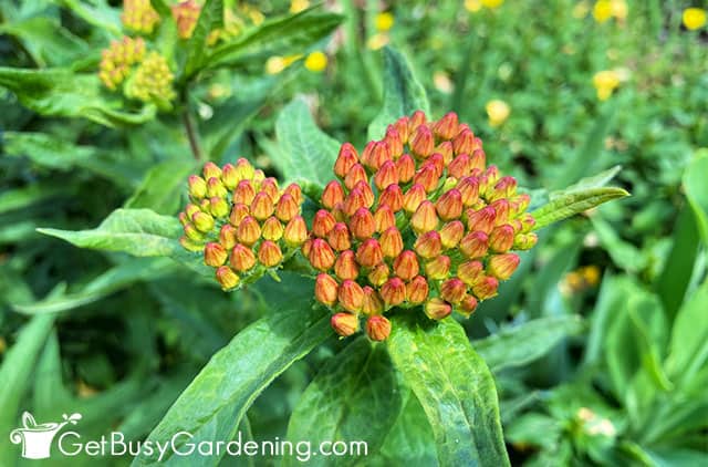 Flower buds on butterfly weed plant