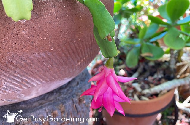Flower opening on Christmas cactus