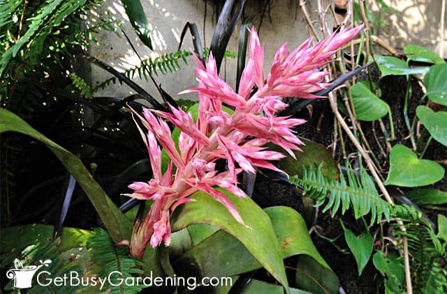 Flowering bromeliad in bloom