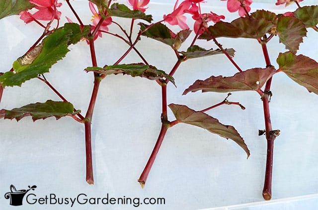 Fresh stem cuttings from begonias