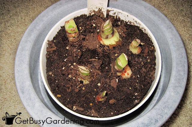 Fully dormant amaryllis bulbs indoors