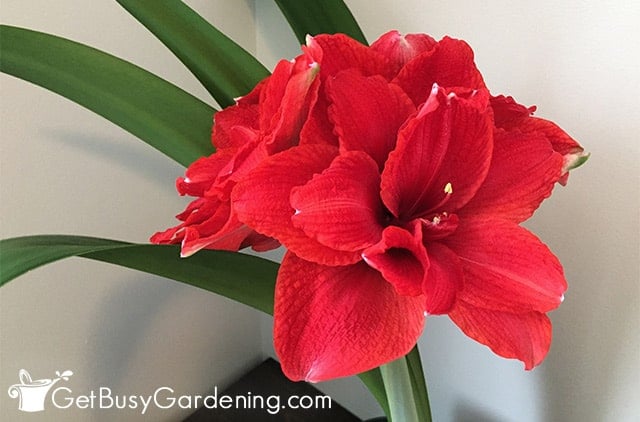 Gorgeous amaryllis flowers after dormancy