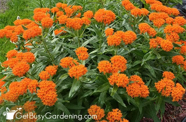 Gorgeous orange butterfly weed
