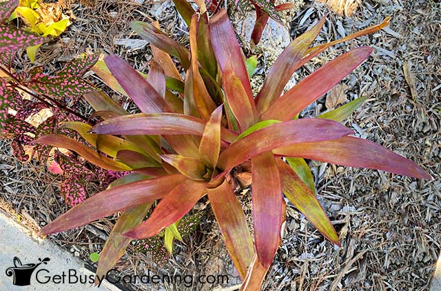 Healthy bromeliad without flowers
