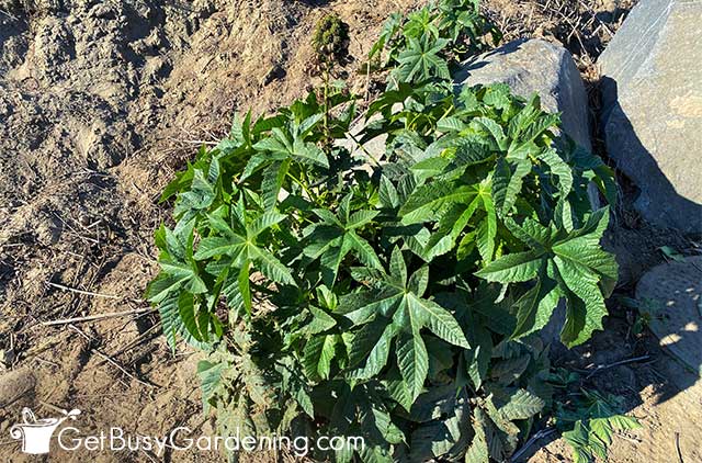 Healthy green castor bean plant