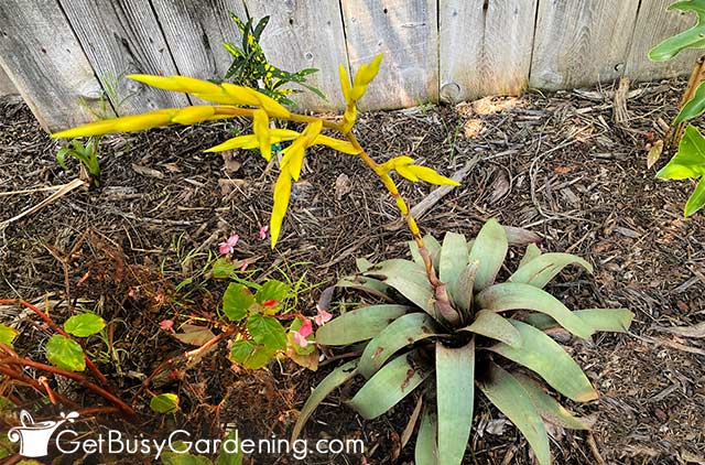 Long bromeliad flower spike