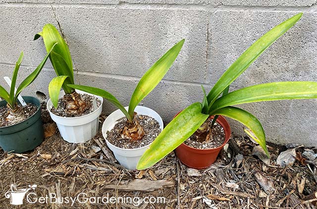 My amaryllis plants entering their rest period