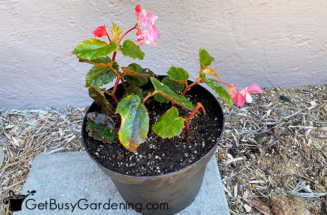 New baby begonia plant potted up