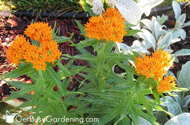 Orange Asclepias tuberosa plant