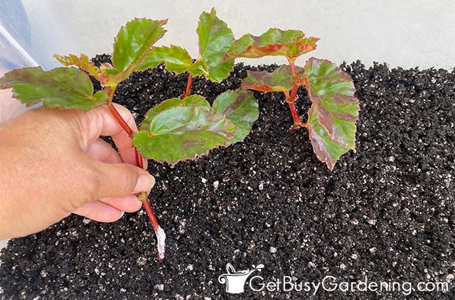 Planting begonia cuttings in soil