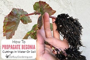 How To Propagate Begonias In Water Or Soil