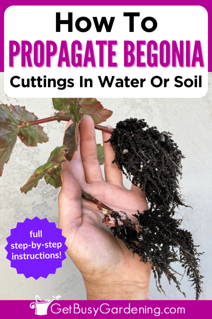 How To Propagate Begonia Cuttings In Water Or Soil