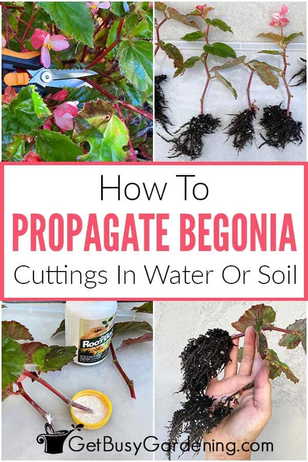 How To Propagate Begonia Cuttings In Water Or Soil
