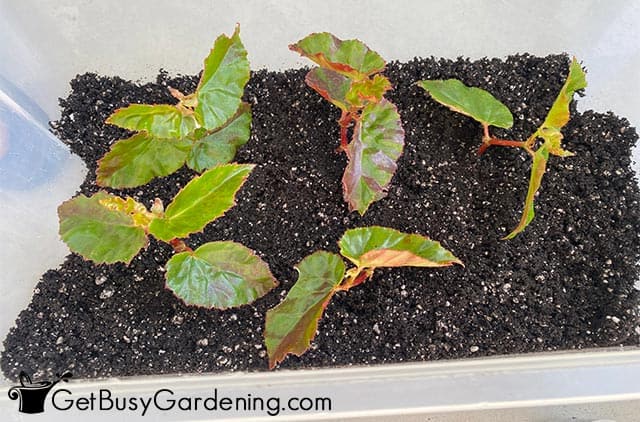 Propagating begonias in soil