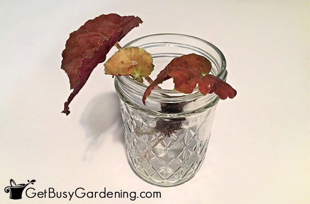 Propagating begonias in water