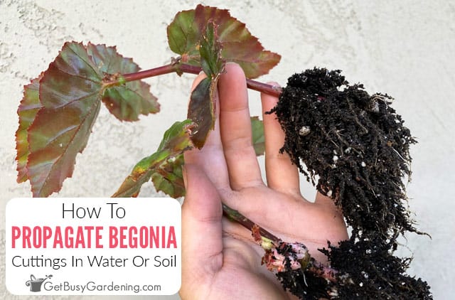 How To Propagate Begonias In Water Or Soil