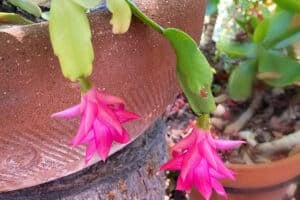 My Christmas cactus starting to bloom again