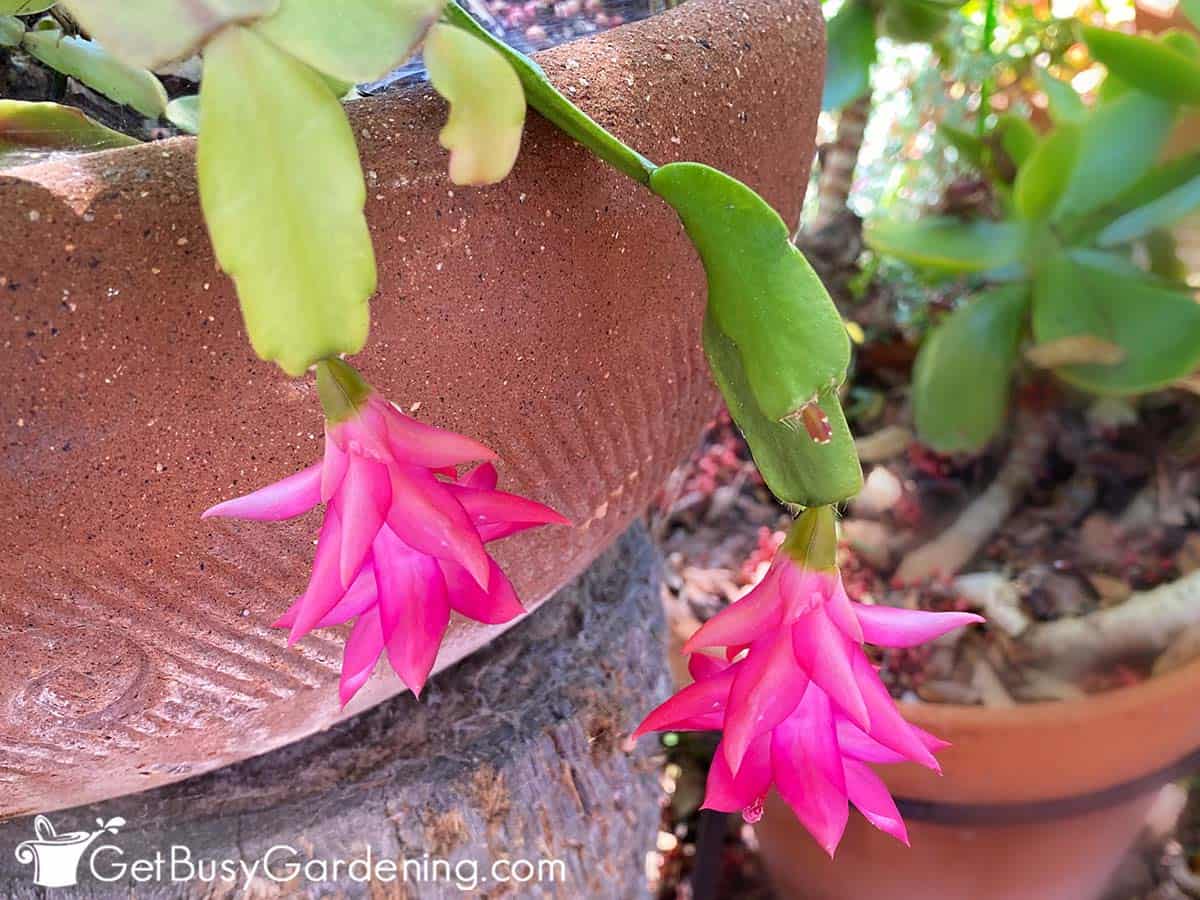 My Christmas cactus starting to bloom again