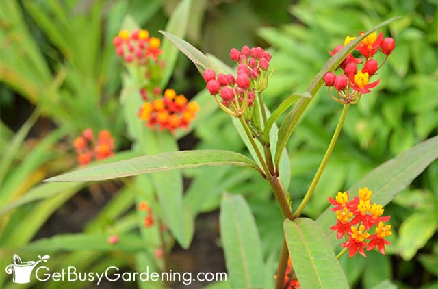 Red butterfly weed flowers