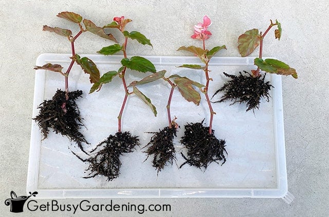 Rooted begonia plant cuttings