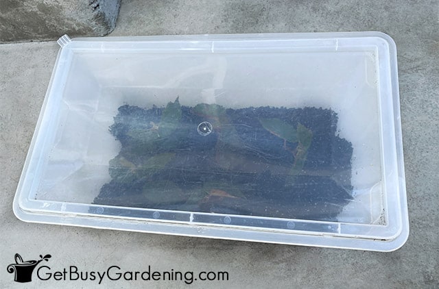 Rooting begonias in propagation box