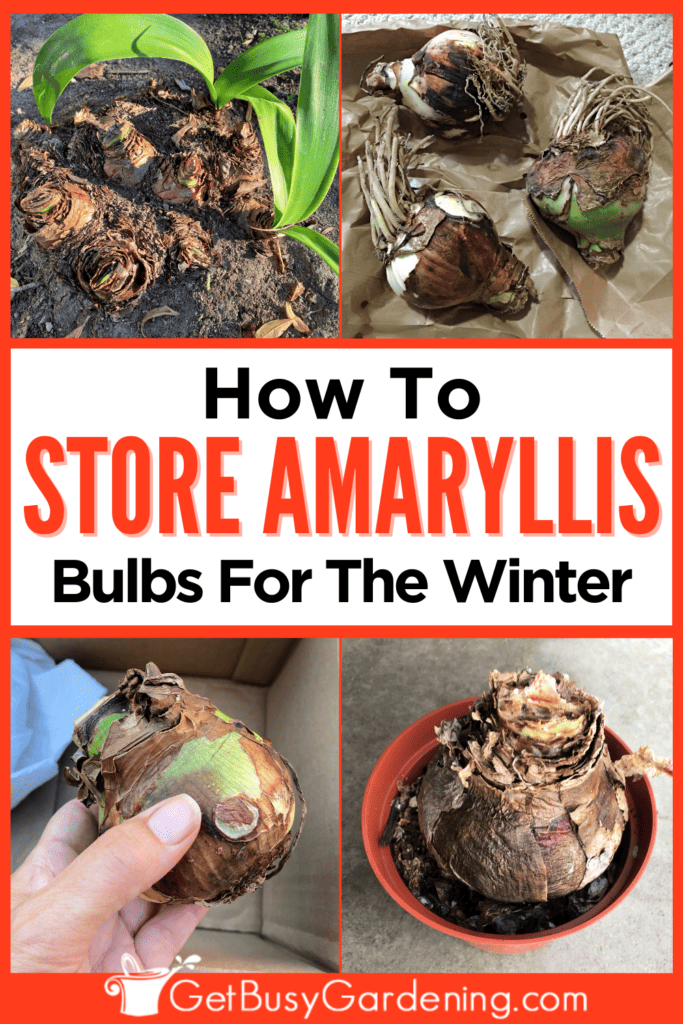 How To Store Amaryllis Bulbs For The Winter