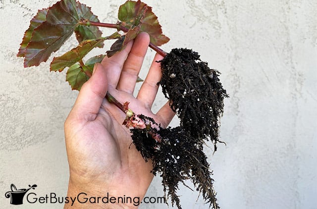 Successfully propagated begonia cuttings