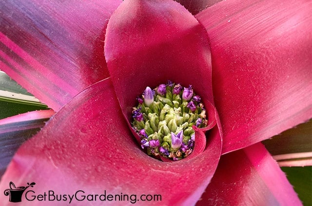 Tiny flowers emerging on bromeliad