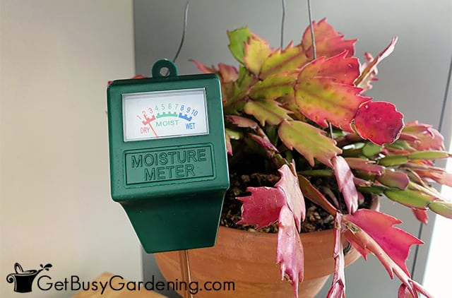 Water meter probe at ideal Thanksgiving cactus moisture level