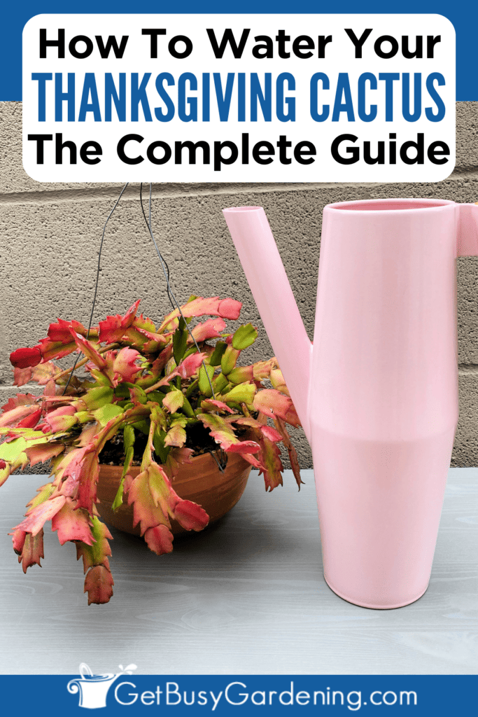 How To Water Thanksgiving Cactus The Complete Guide