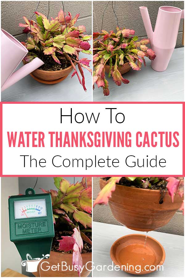 How To Water Thanksgiving Cactus The Complete Guide