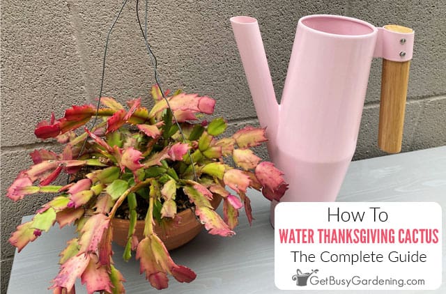 How To Water Thanksgiving Cactus