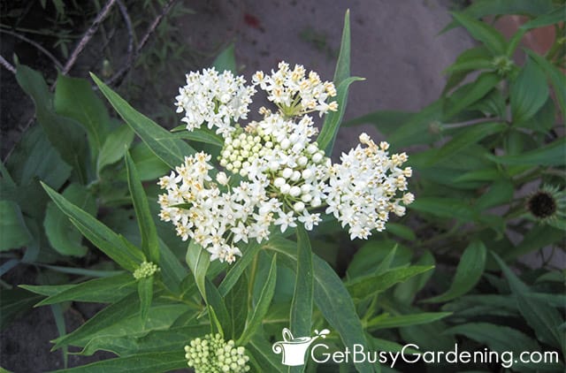 White butterfly weed flowers