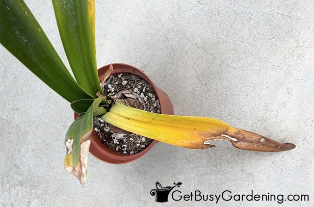 Yellowing leaves before amaryllis dormancy