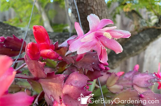 Thanksgiving cactus flowers starting to fade