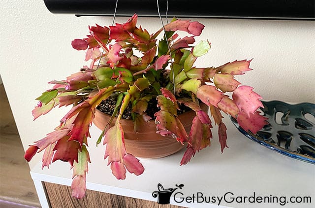 Thanksgiving cactus indoors after blooming