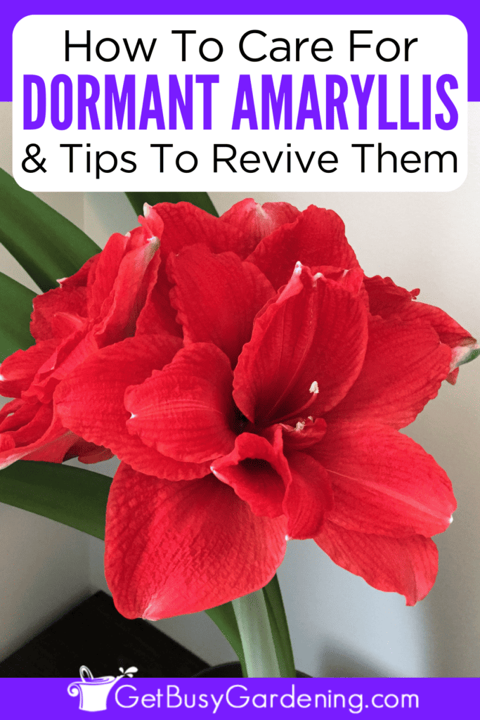 Amaryllis Dormancy: When, How Long, & How To Revive It - Get Busy Gardening