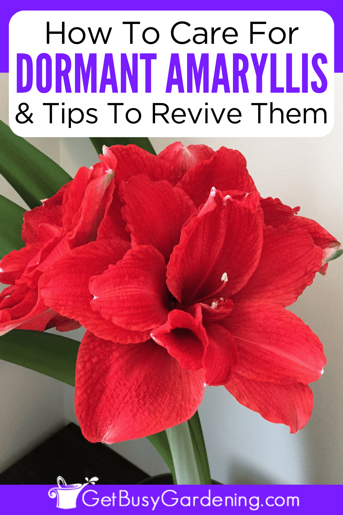 Amaryllis Dormancy When, How Long, & How To Revive It Get Busy Gardening
