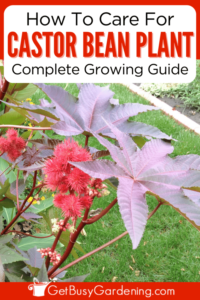 How To Care For Castor Bean Plant Complete Growing Guide