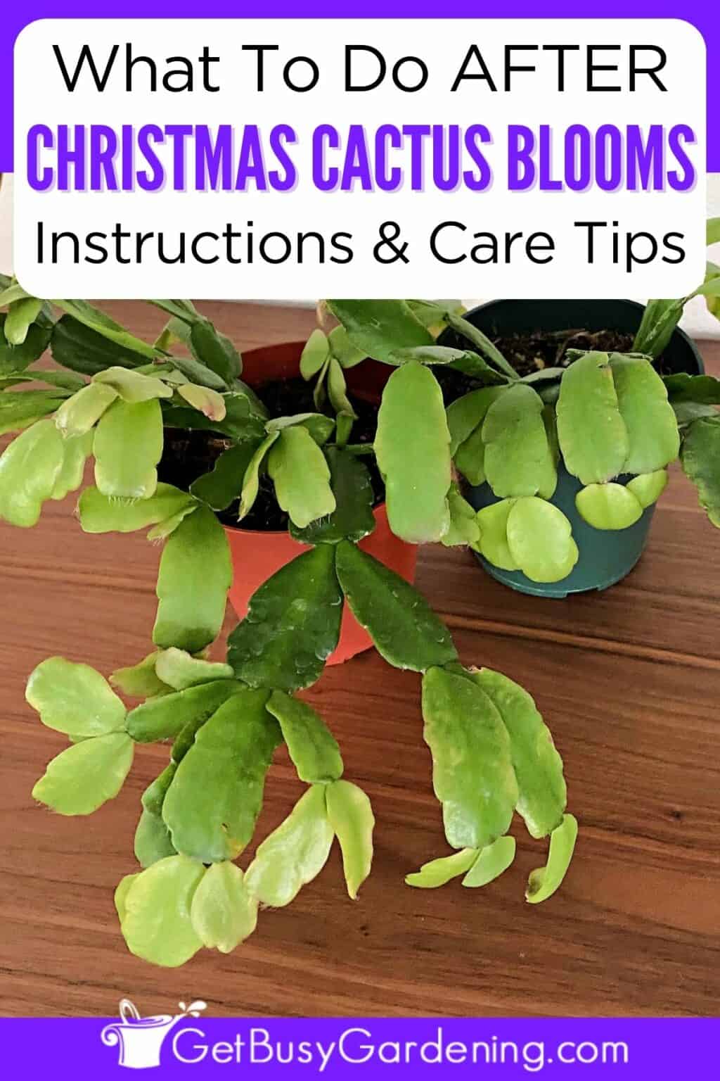 What To Do After Your Christmas Cactus Blooms (5 Quick Tips!) - Get ...