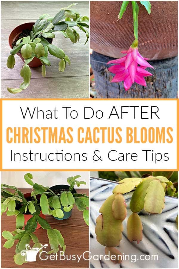 What To Do After Christmas Cactus Blooms Instructions & Care Tips