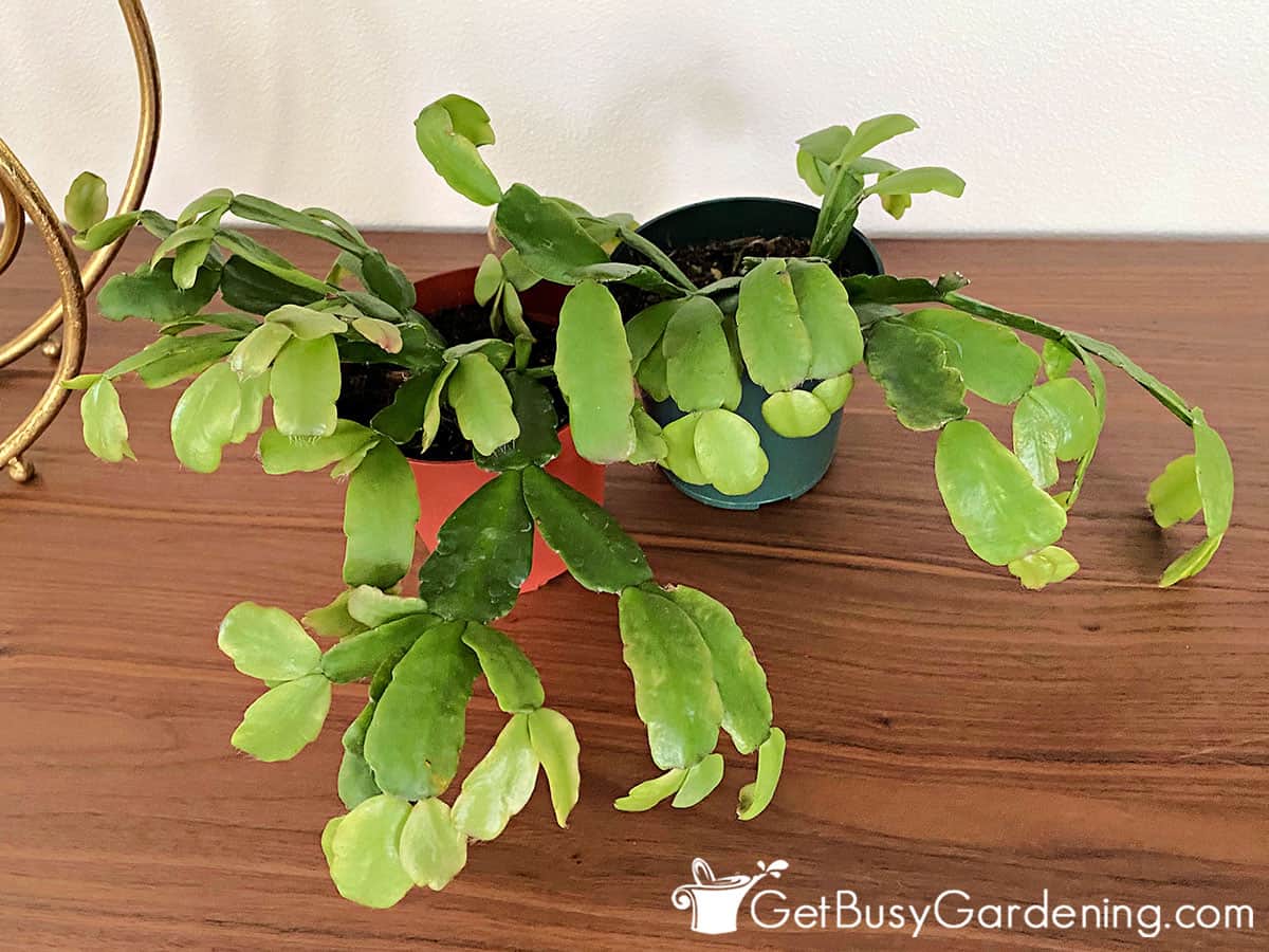 Two small Christmas cactus plants after blooming