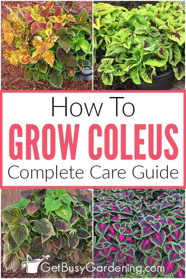 How To Grow Coleus Complete Care Guide