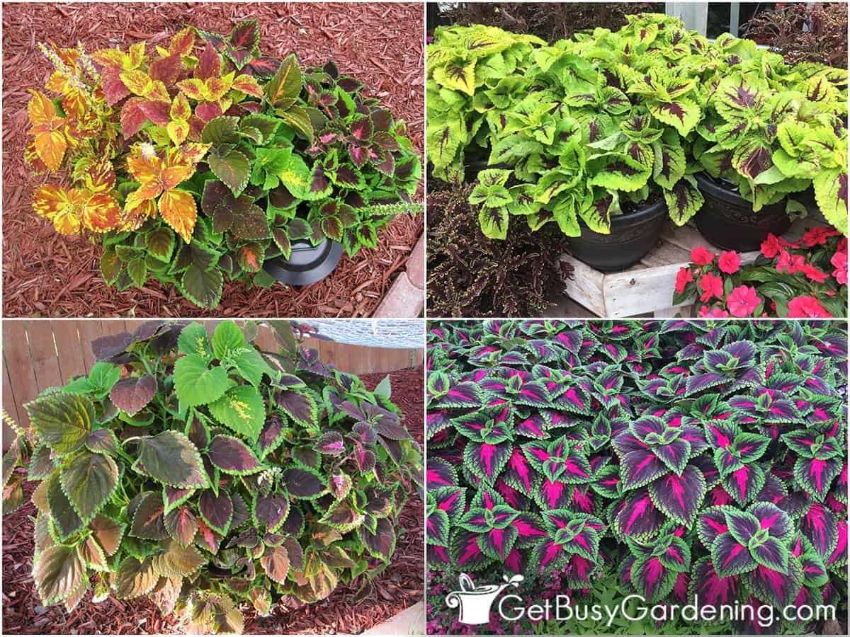 Four picture collage of different coleus plants