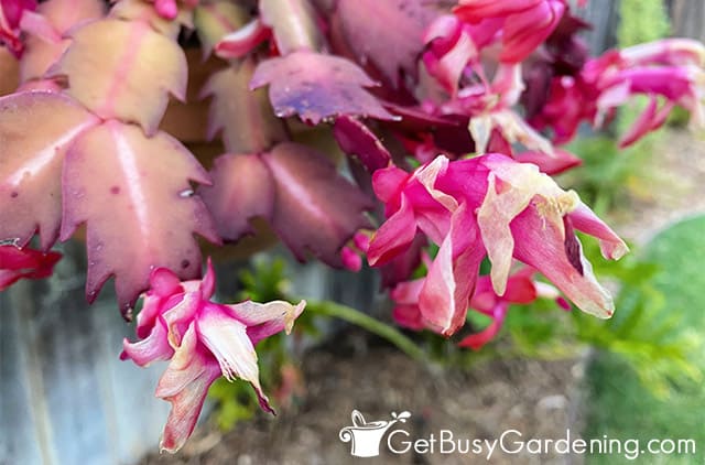 Dead and dying Thanksgiving cactus flowers